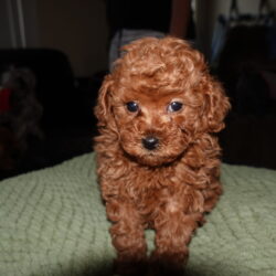 Past Havanese, Havapoo and Toy Poodle Puppies Grand Rapids MI | Pride's ...