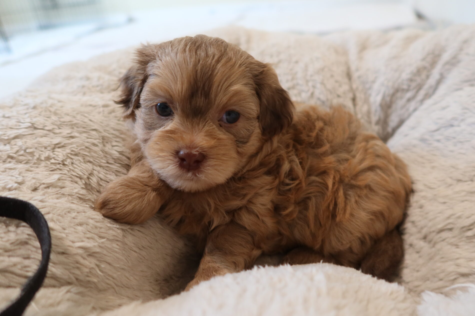 Shih Poo Breeders & Puppies for Sale in Grand Rapids MI at Pride’s Puppies